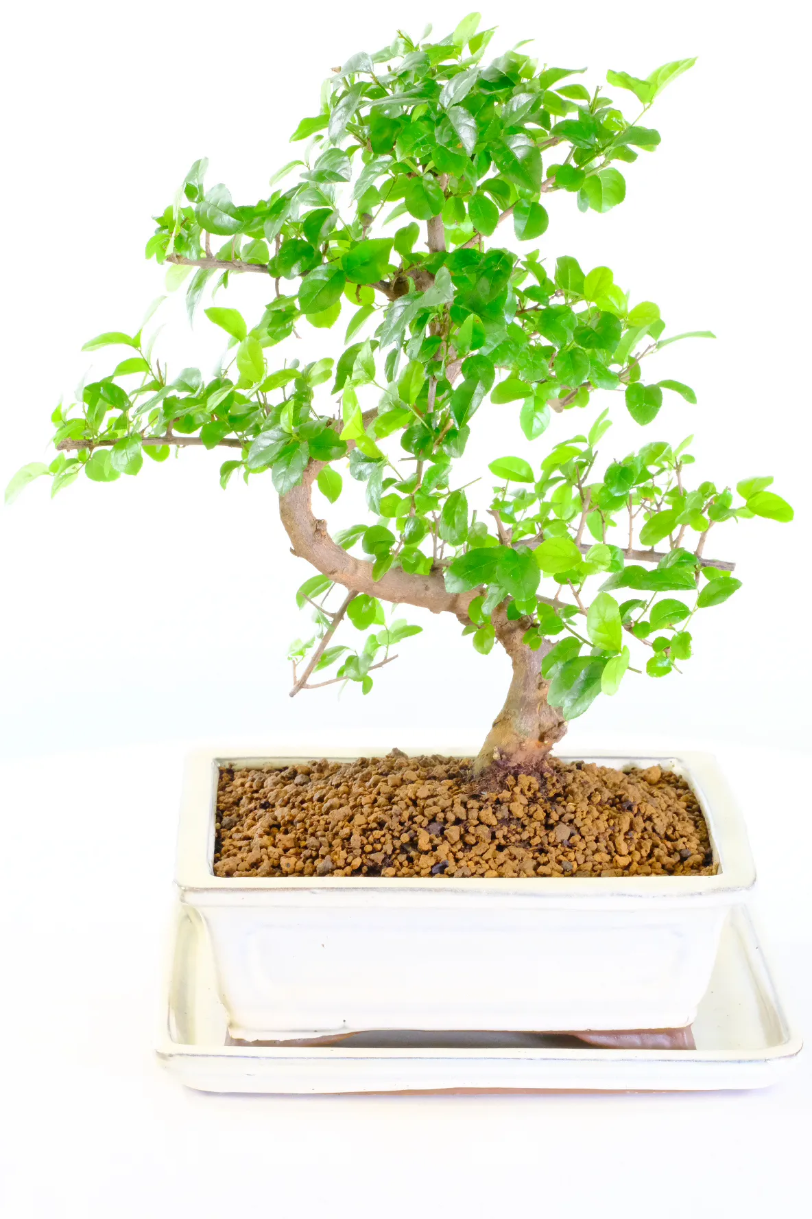 Pretty Chinese Sweet Plum indoor bonsai