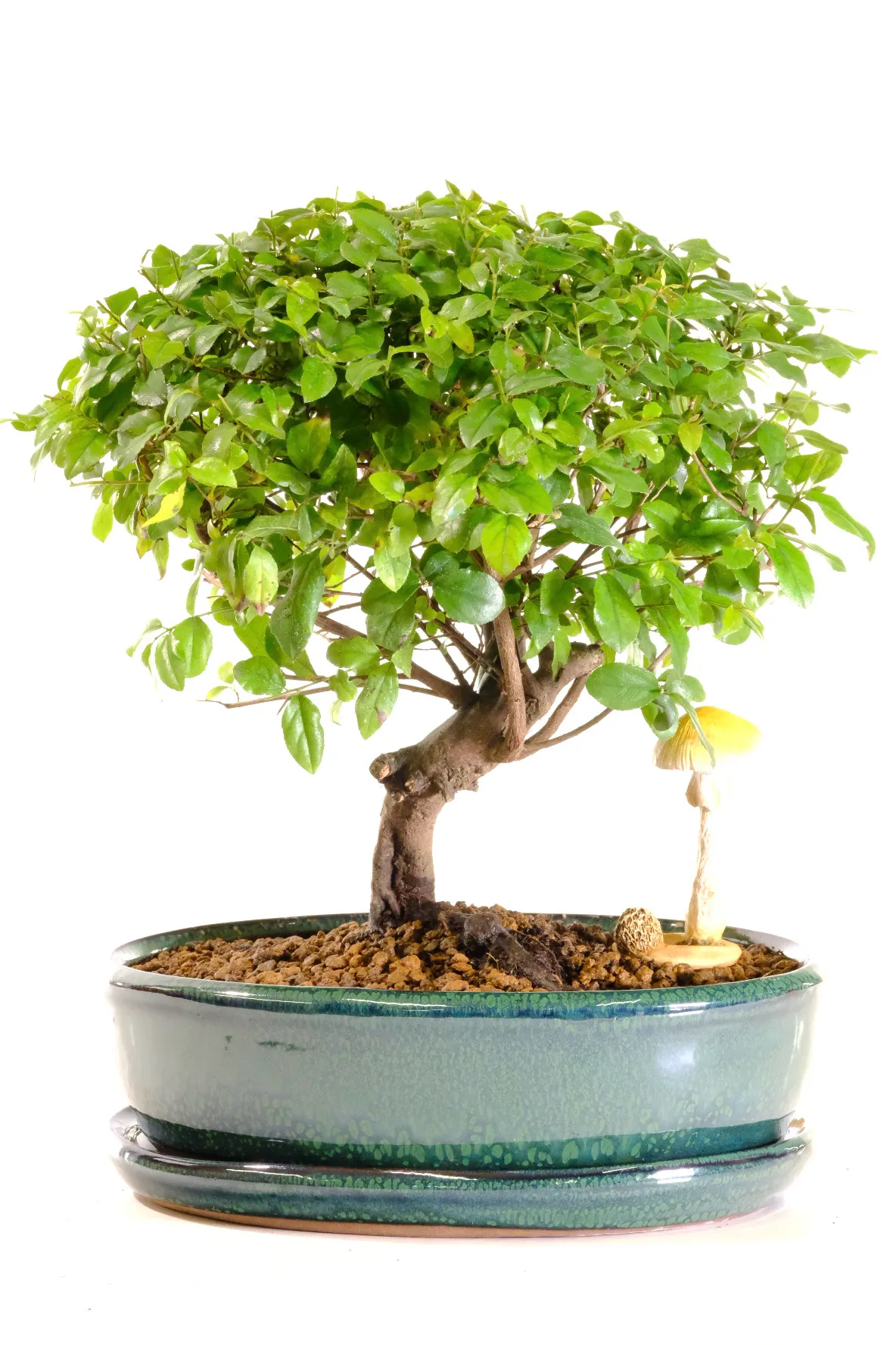 Grows tiny purple fruits as it matures