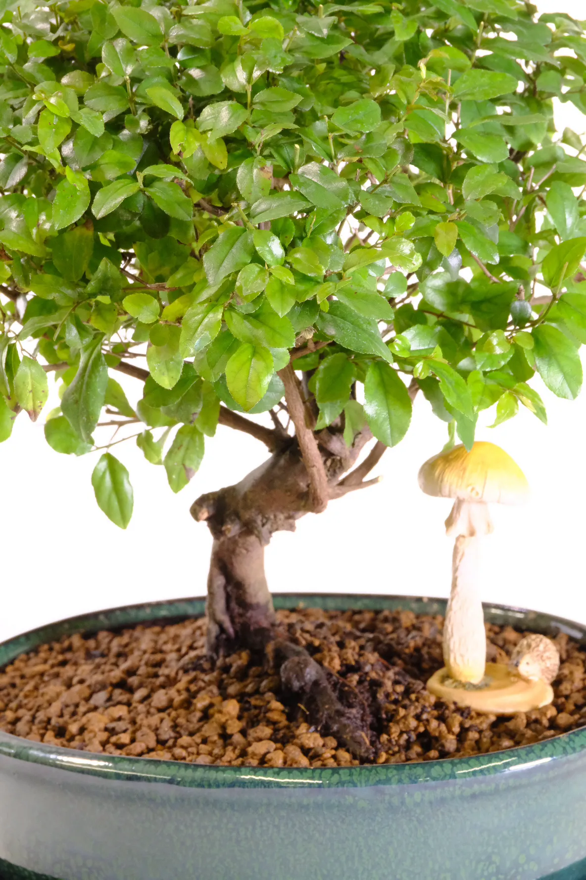 Lovely split trunk and exposed roots add character