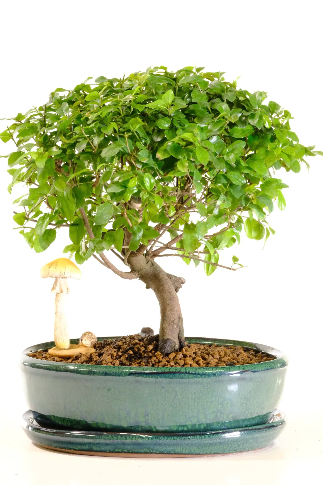 Gorgeous Chinese Sweet Plum woodland style bonsai