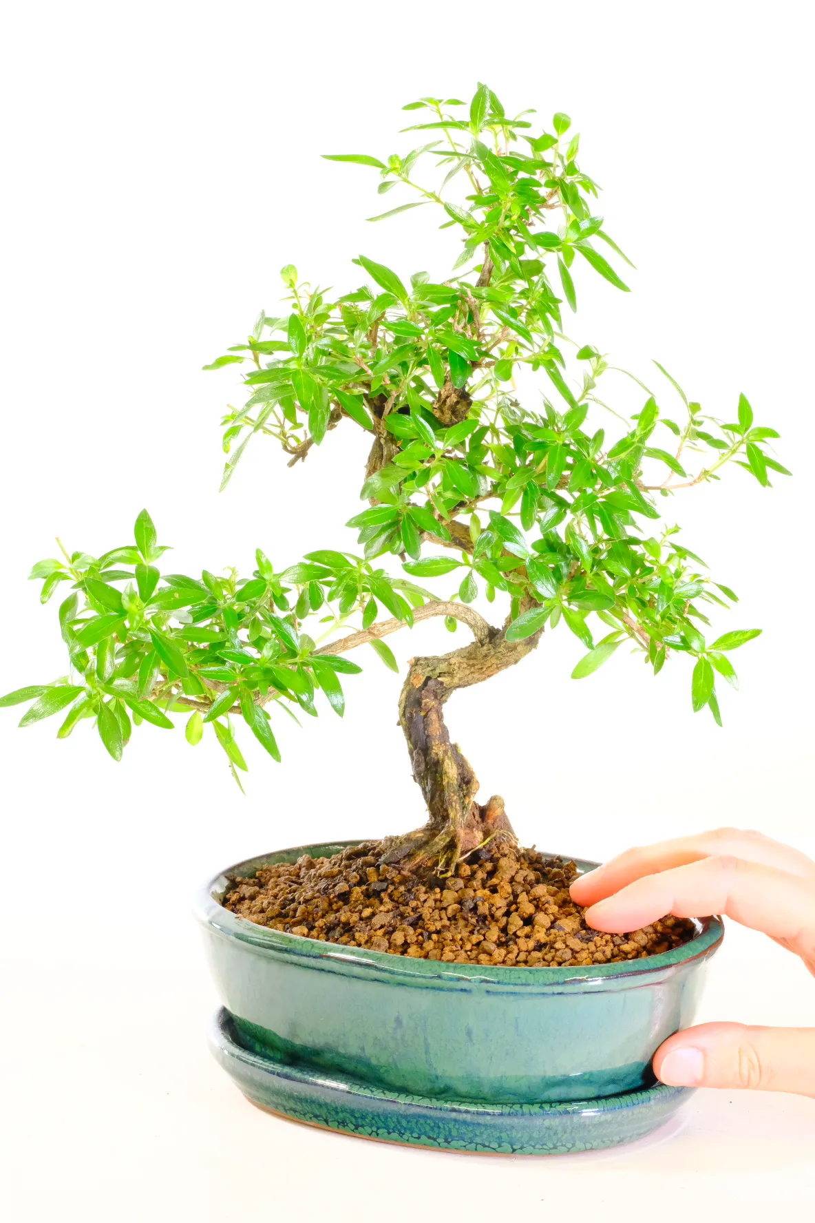 Potted into a forest green bonsai pot with matching ceramic drip tray