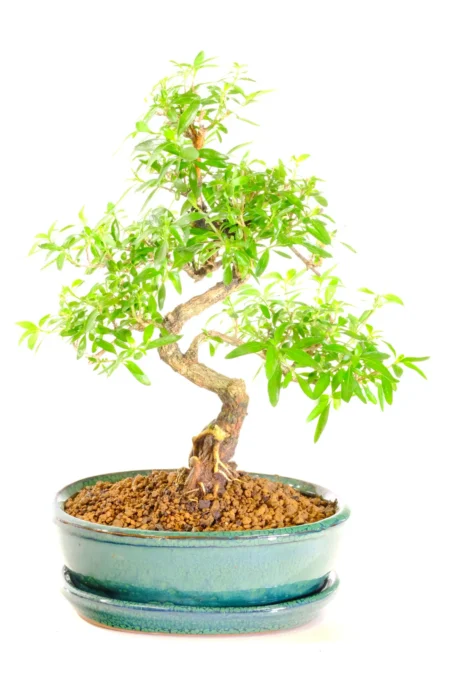 Delightful flowering Tree of a Thousand Stars bonsai