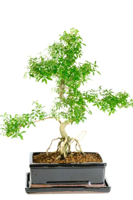 Flowering indoor Tree of a Thousand Stars bonsai