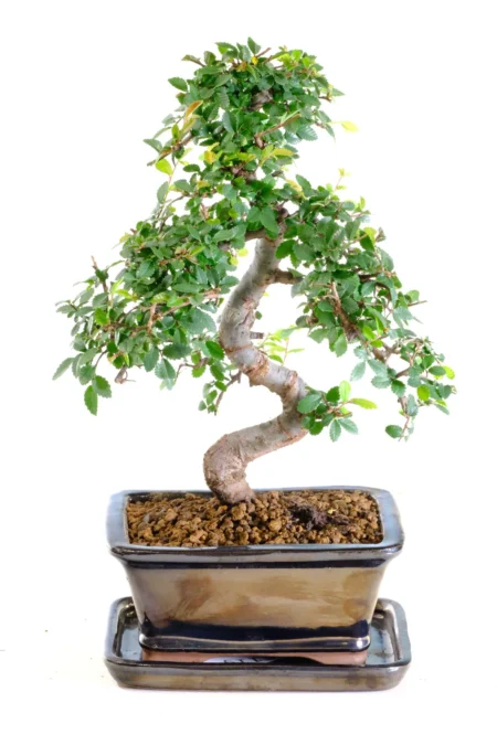 Beautiful twisty Chinese Elm Bonsai tree uk