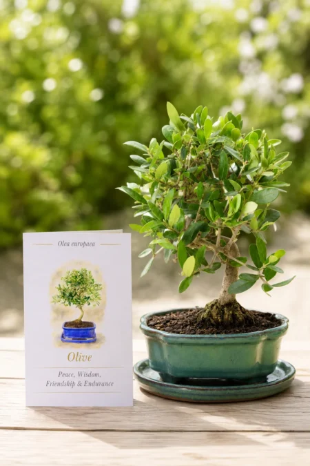 8-Year-Old Twisty S-Shaped Olive Bonsai Tree with Meaning Card – Symbol of Peace, Prosperity & Happiness, prosperity & Luck