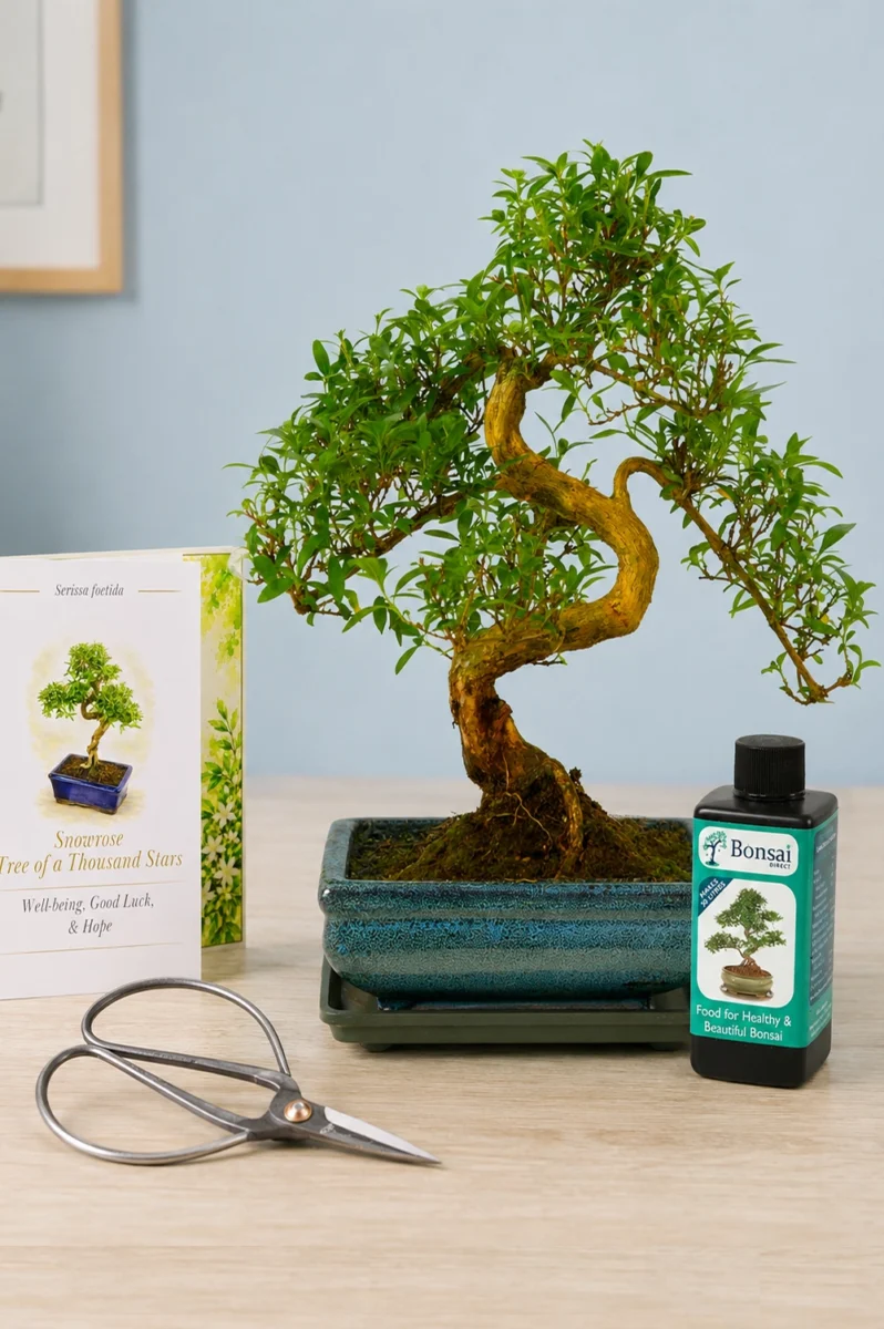 Serissa Bonsai Starter Gift Set Meaning Peace & Wellbeing and prosperity | Tree of a Thousand Stars