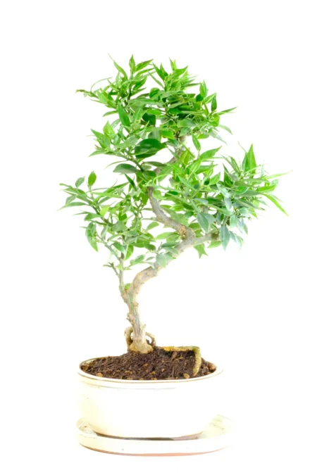 Tall and twisty outdoor Orange bonsai tree