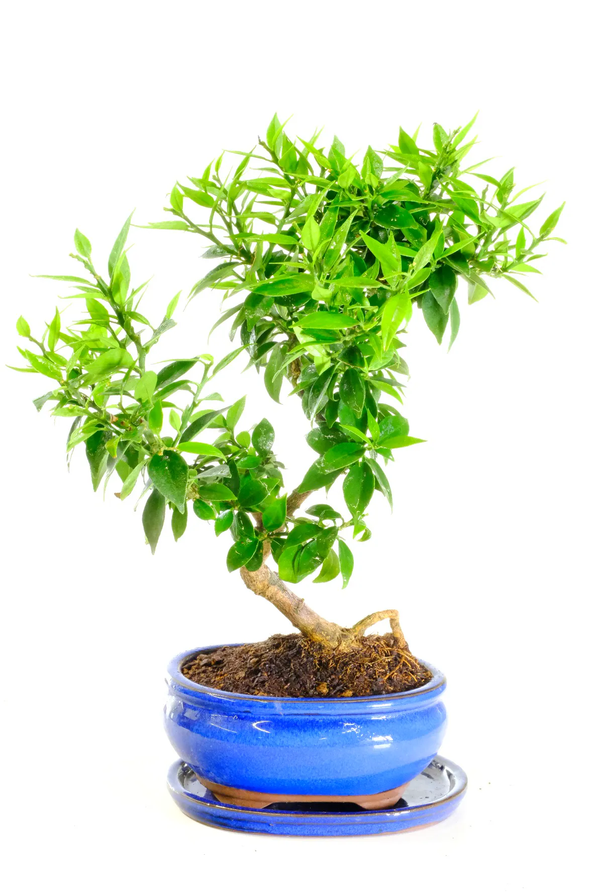 evergreen bonsai tree Evergreen Bonsai