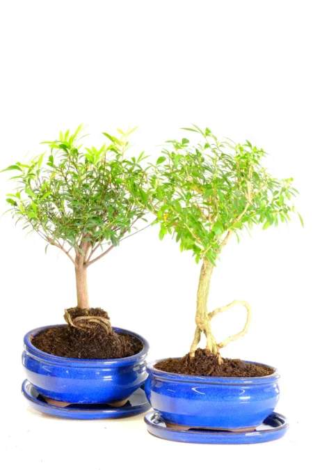Blue Harmony Duo | Twin Flowering Indoor Bonsai Trees for Beginners