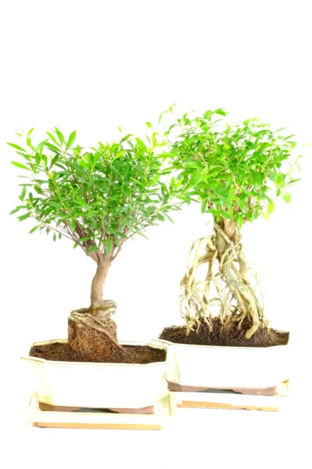 Cute Dwarf Syzygium & Serissa Bonsai Twin Pack - Amazing Starter Indoor Trees