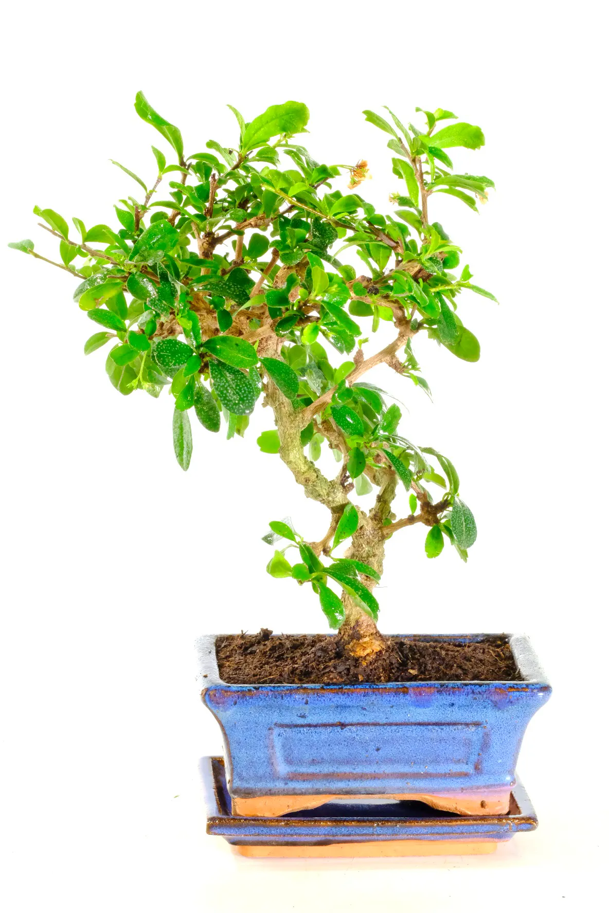 Fukien Tea Tree bonsai for sale
