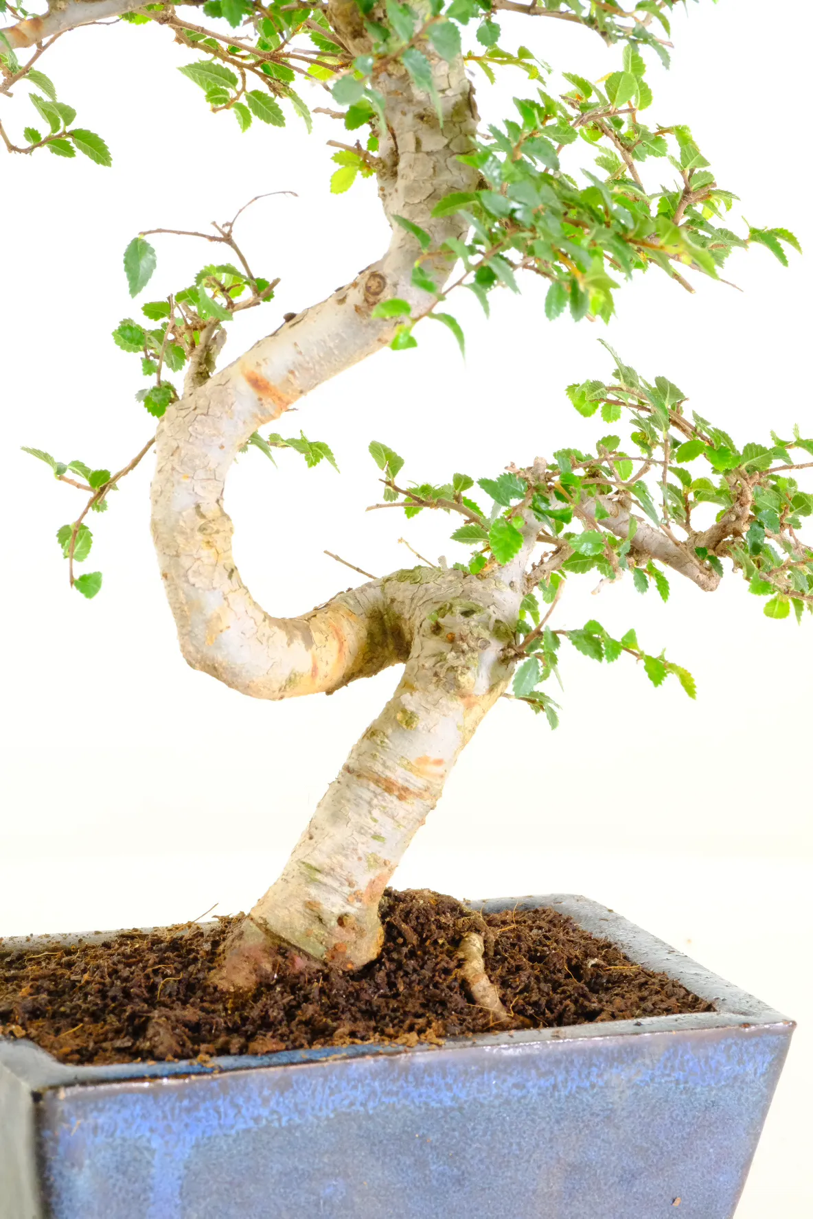 Twisty trunk with accentuated curves