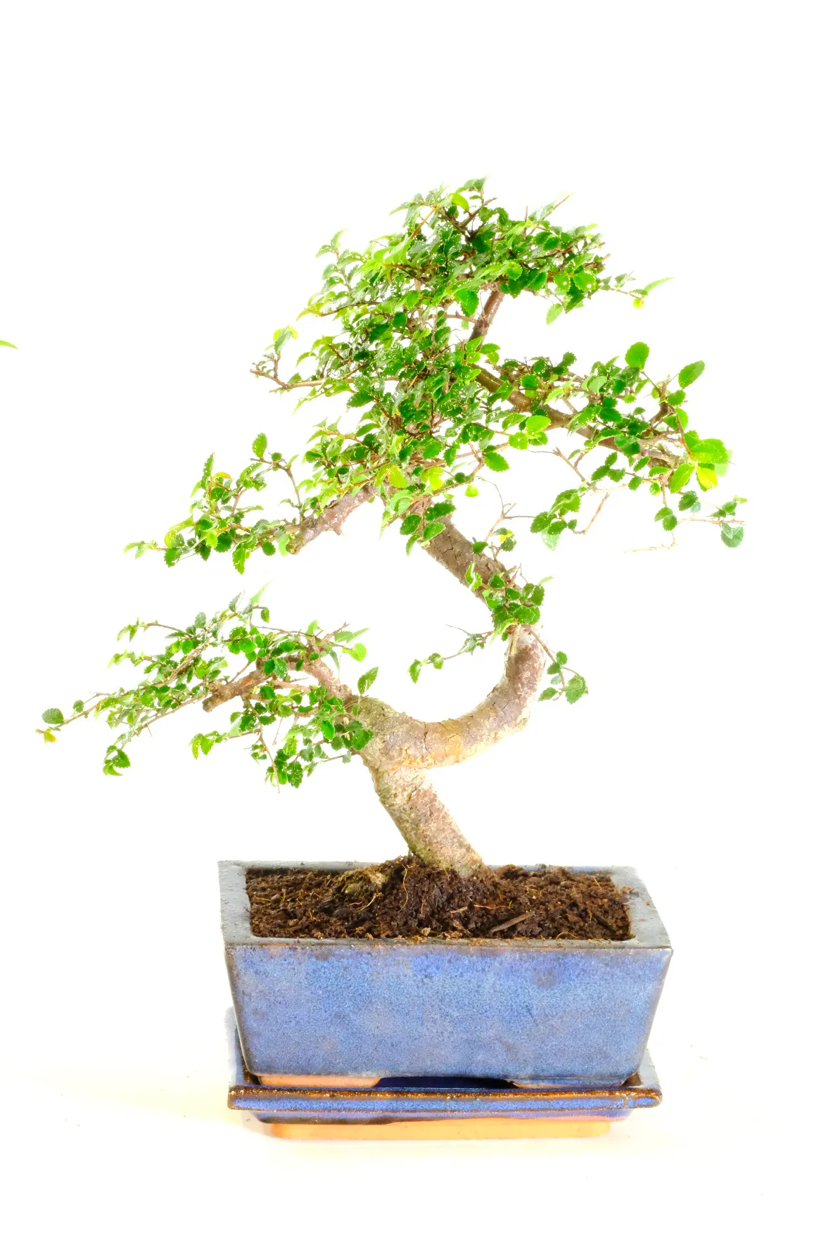 Character beginners Chinese Elm bonsai tree for sale UK
