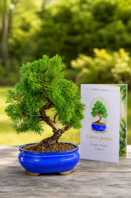 Juniper Outdoor Beginner Bonsai with Meaning Card