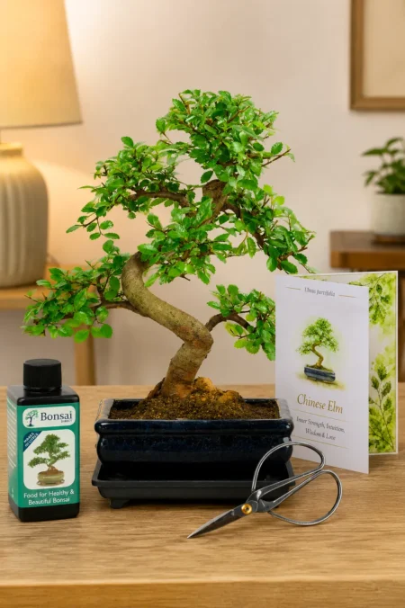 Special Offer 8-Year-Old Twisty S-Shaped Chinese Elm Bonsai Starter Kit with Meaning Card
