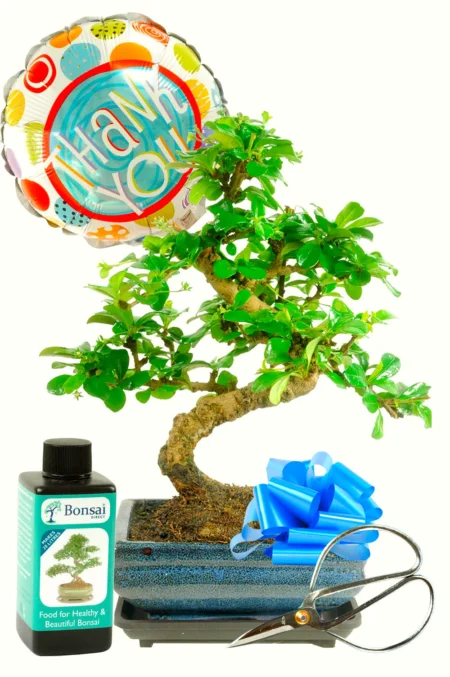 Thank You Flowering Fukien Tea Tree Bonsai Kit