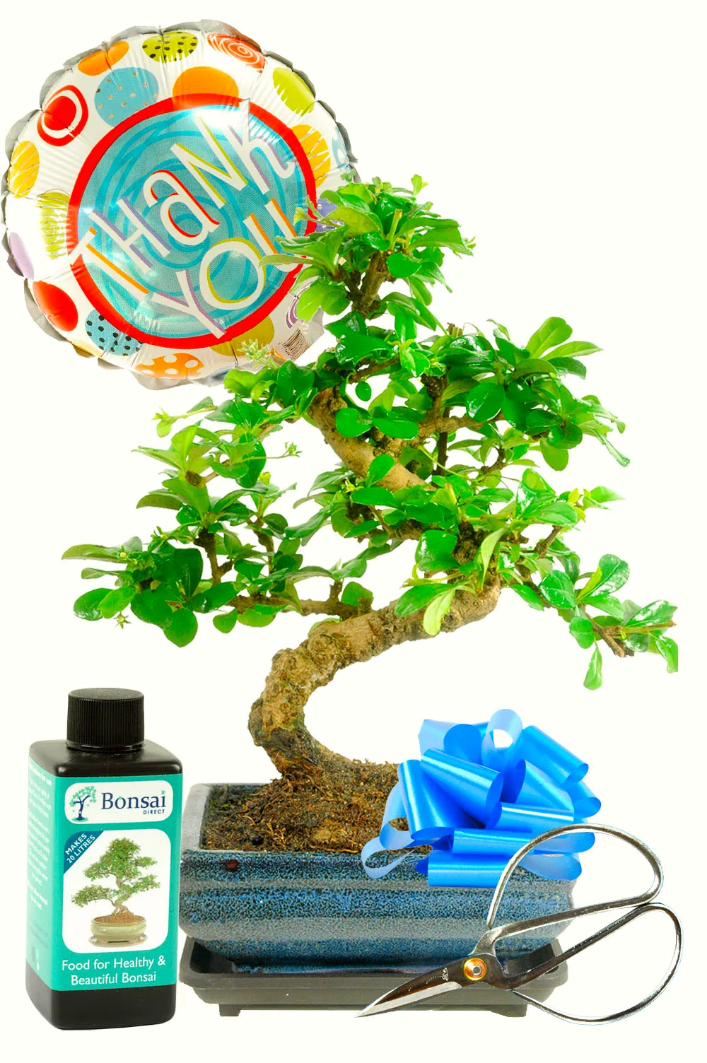Thank You Flowering Fukien Tea Tree Bonsai Kit