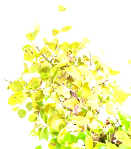 Dry and crispy leaves from under watering