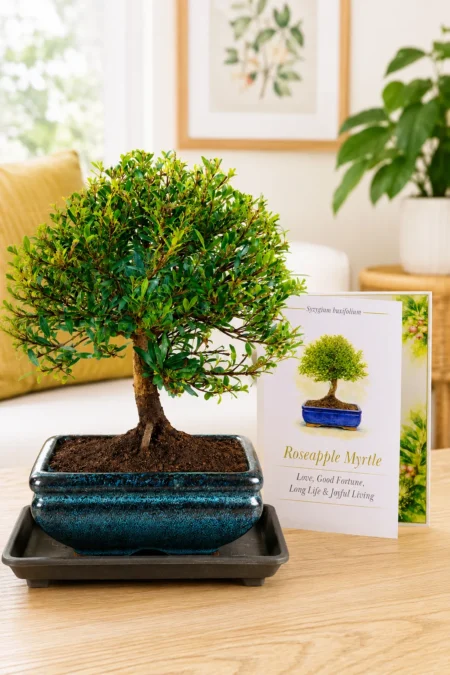 Roseapple Myrtle Bonsai – Meaning Love & Kindness and wisdom