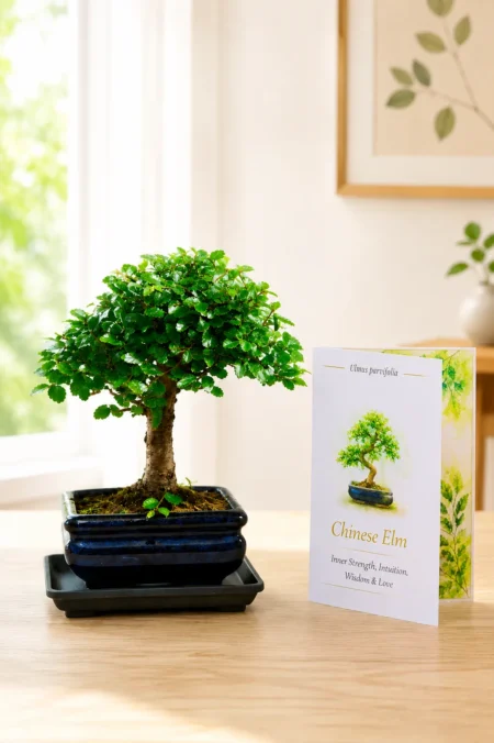 Bonsai Meaning Strength – Chinese Elm Starter Bonsai Gift of Resilience & Protection