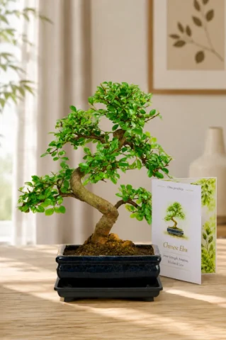Special Offer 8-Year-Old Twisty S-Shaped Chinese Elm Bonsai with Meaning Card