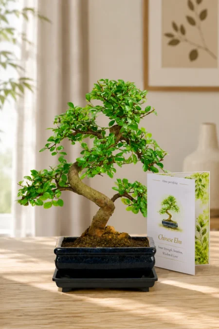 Special Offer 8-Year-Old Twisty S-Shaped Chinese Elm Bonsai with Meaning Card