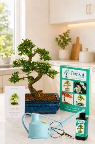 Chinese Elm Bonsai โ Complete Kit Symbolising Wisdom and strength