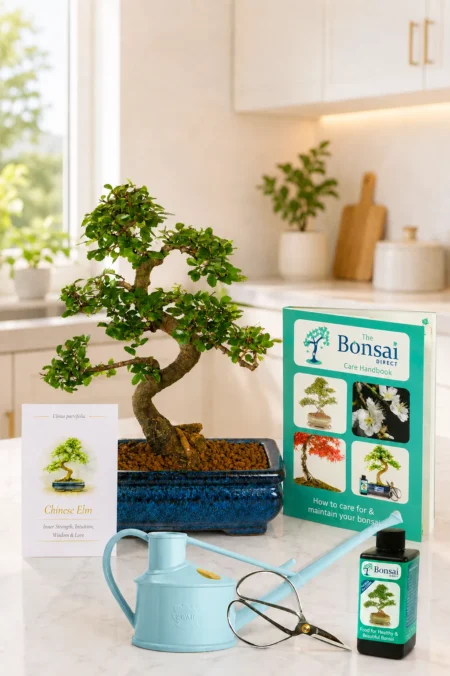 Chinese Elm Bonsai – Complete Kit Symbolising Wisdom and strength