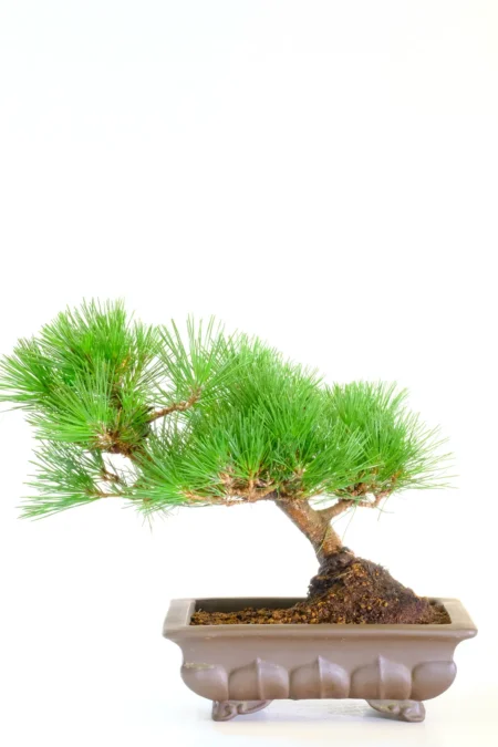 17-Year-Old Slanting Japanese Black Pine Bonsai – Premium Pinus thunbergii