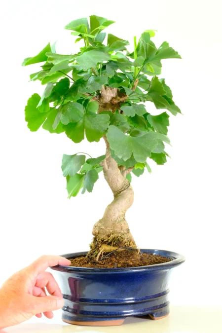 Large impressive Ginkgo bonsai tree for sale