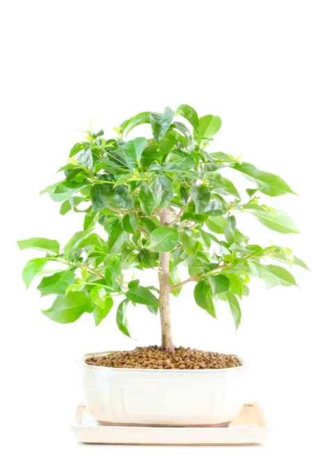 Beautiful Bougainvillea bonsai tree with Character and Distinctive Bark