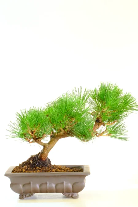 17-Year-Old Slanting Japanese Black Pine Bonsai – Top Quality Pinus thunbergii