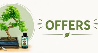 Best Bonsai Tree Offers