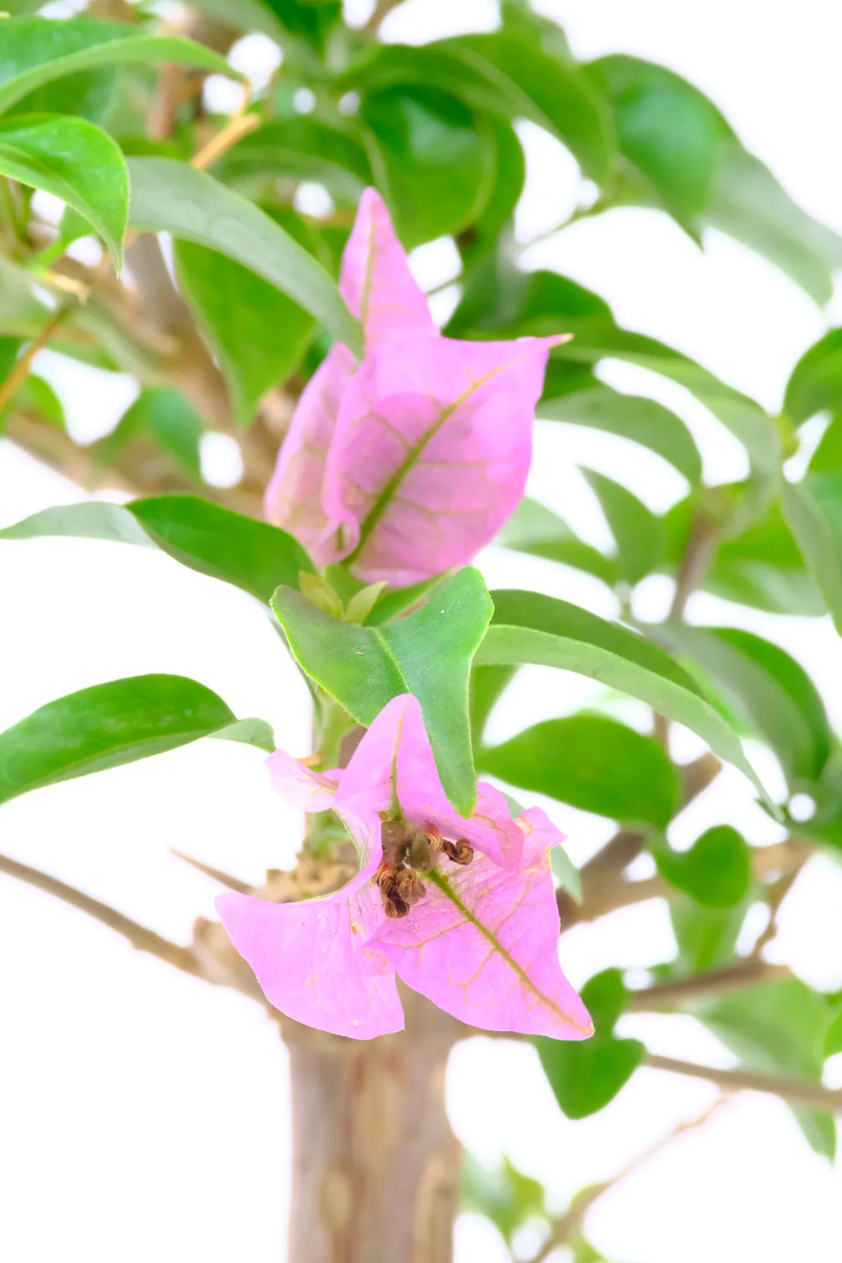 Bougainvillea bonsai tree flowers