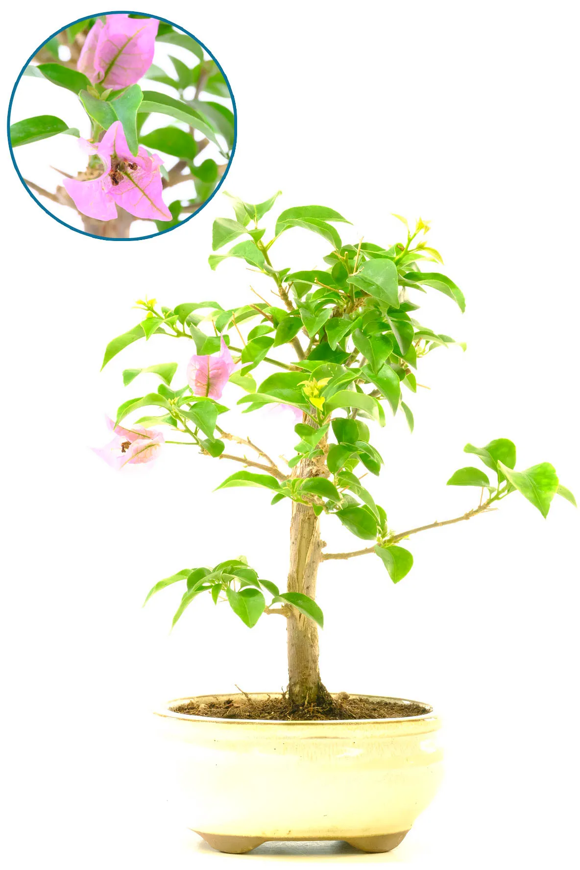 Beautiful Bougainvillea Bonsai Tree with Matching Tray, Hot Pink Flowers and Textured Bark