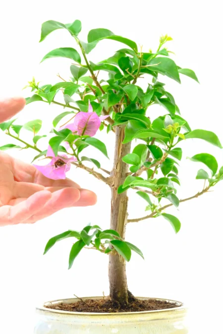 Bougainvillea bonsai tree with lovely papery purple flowers