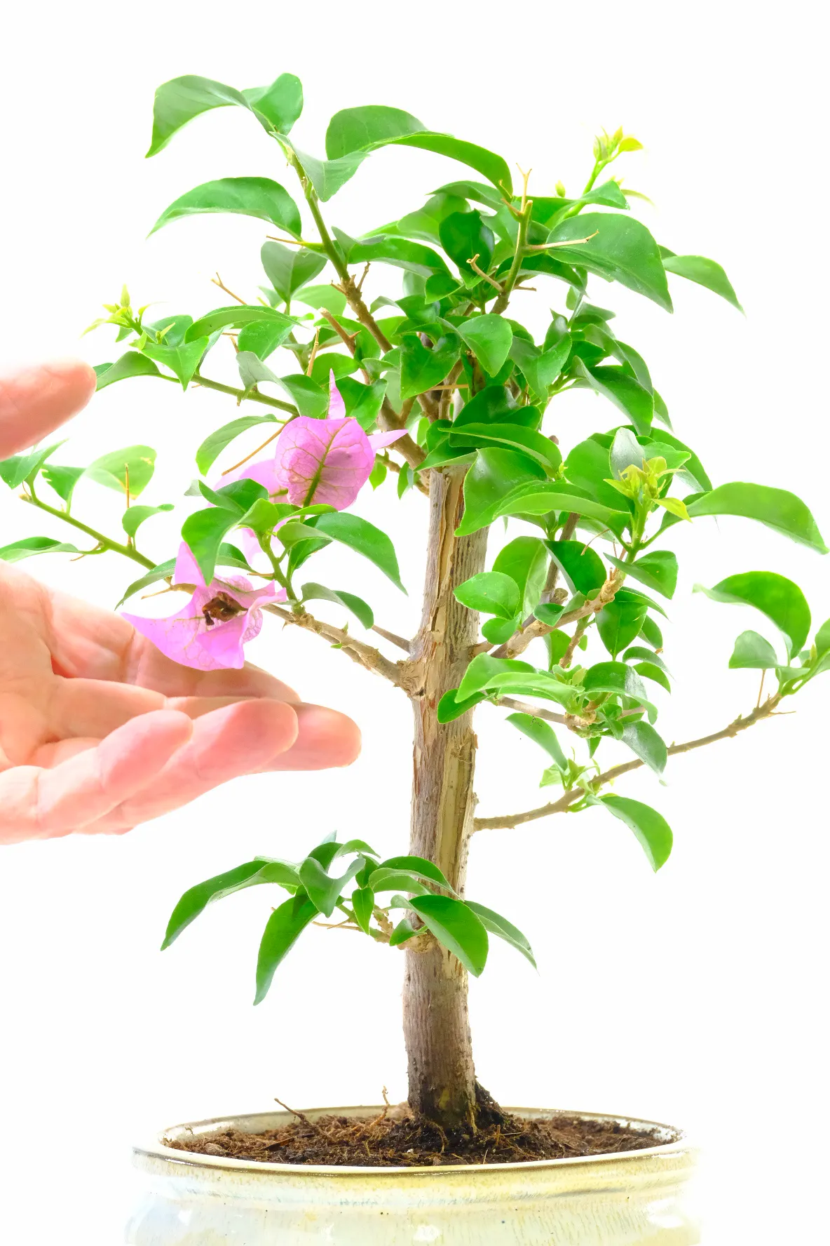 Bougainvillea bonsai tree with lovely papery purple flowers