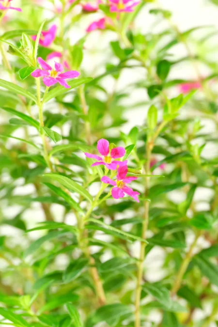 Prolific purple flowers and bright green leaves