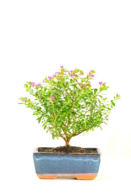 Gorgeous indoor flowering Cuphea bonsai tree
