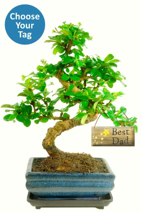 an ideal gift for men who enjoy gardening, houseplants, nature, mindfulness, or learning a new hobby.