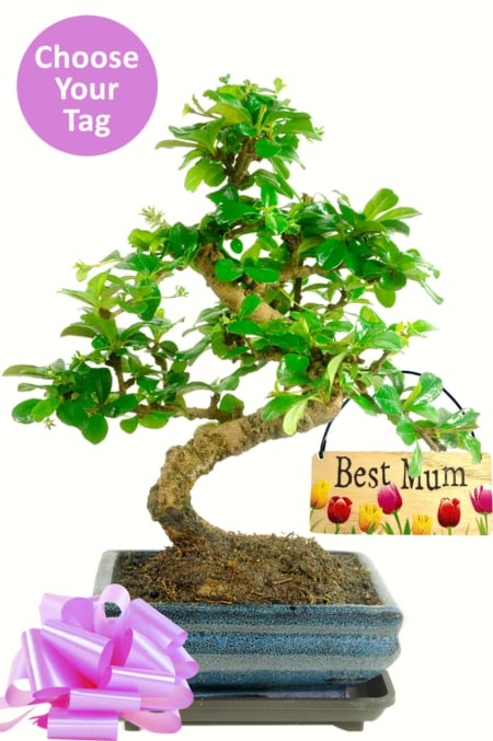 Flowering bonsai gift for her - mum, nan, sister, daughter and more