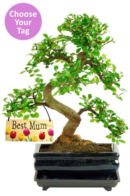 Beautiful bonsai tree gift for her - choose your tag