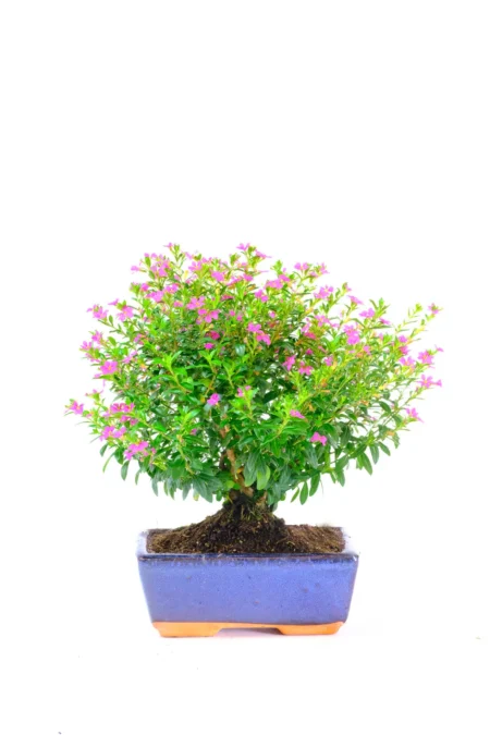 5-Year-Old Cuphea hyssopifolia Bonsai – Prolific Purple Flowering Indoor Bonsai