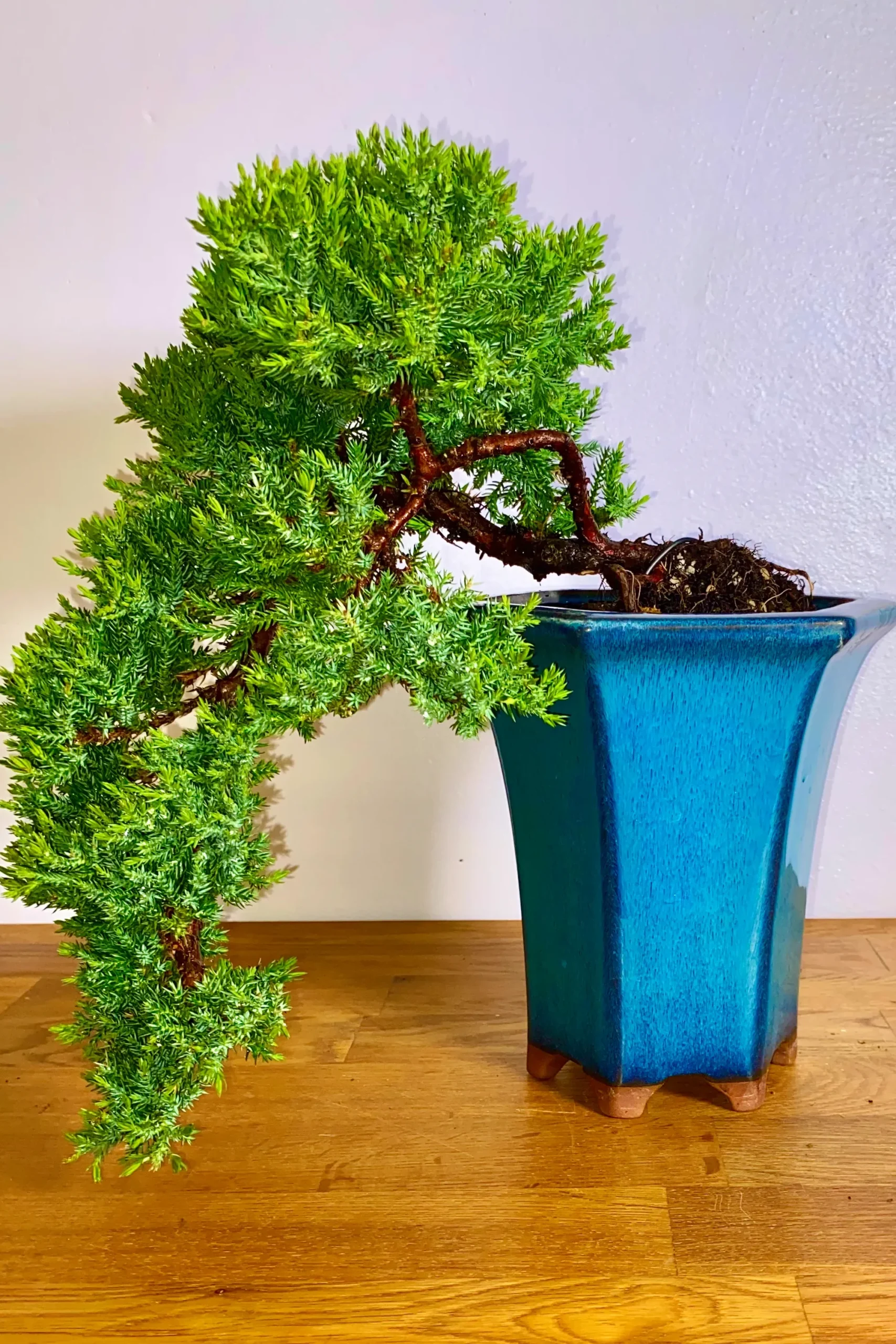 Chinese Juniper cascade styled bonsai