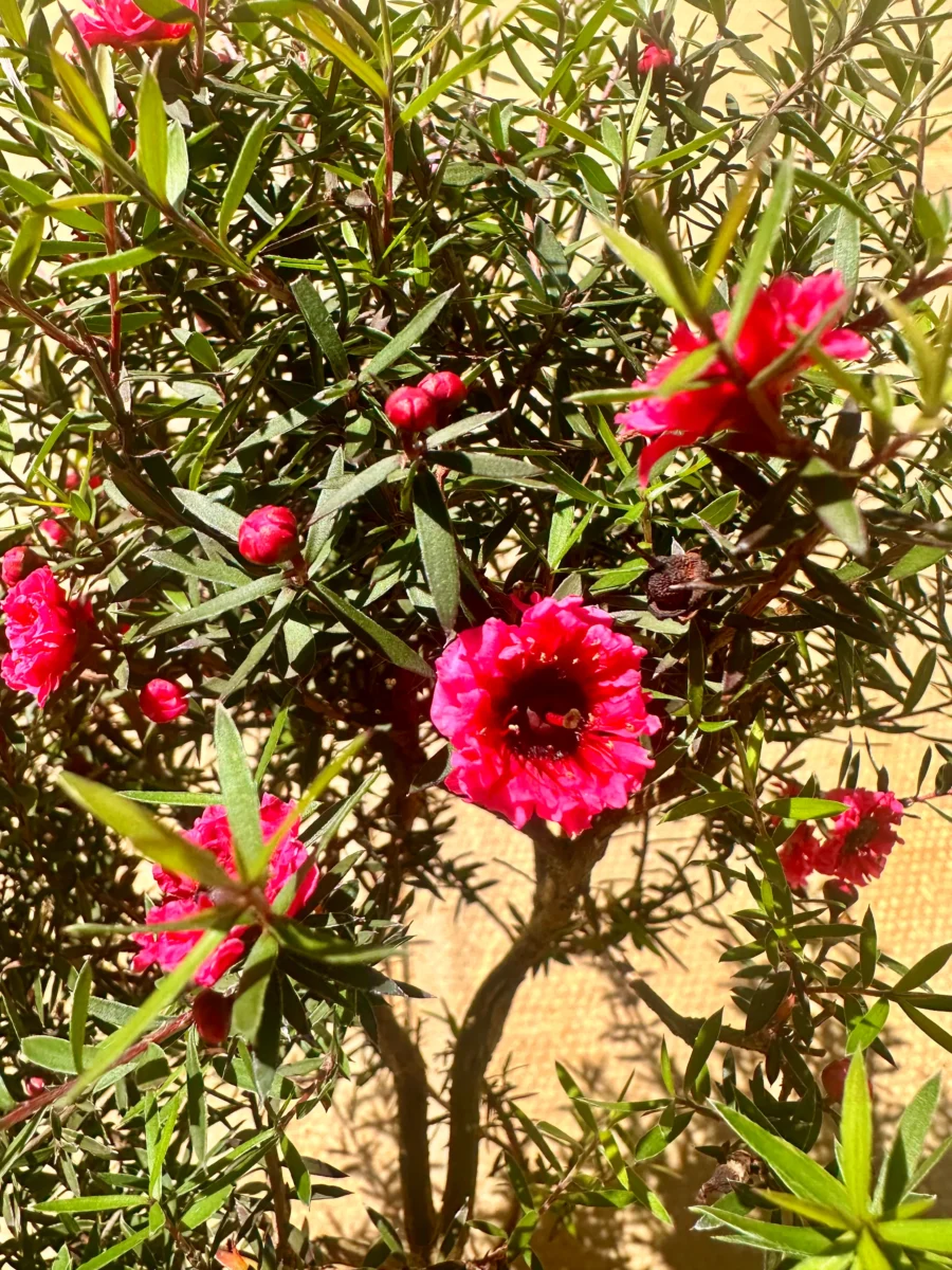 Leptospermum bonsai tree - Manuka Honey