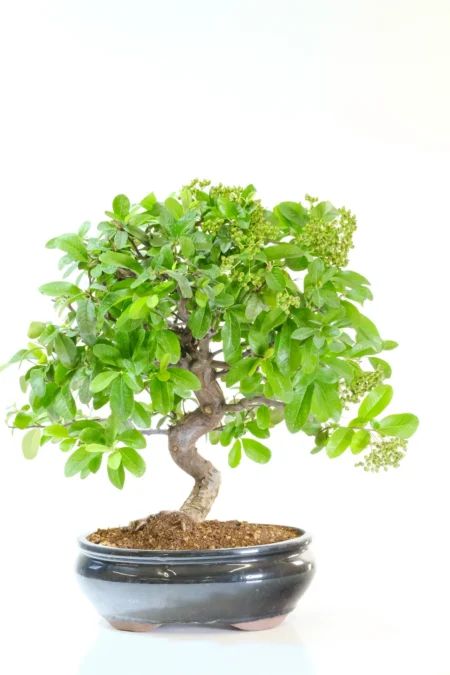 Stunning Pyracantha bonsai tree for sale