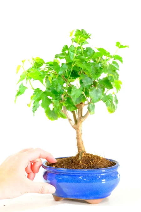 7-year-old Morus Mulberry Bonsai beautifully captures the elegance of a mature woodland tree in miniature