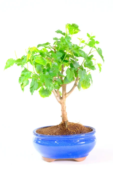7-Year-Old Informal Upright Mulberry Bonsai – Hardy Morus Bonsai with Blossom and Fruit