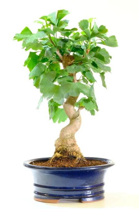 Large Ginkgo biloba Bonsai - Maidenhair Tree - Sensational Golden Autumnal Colours