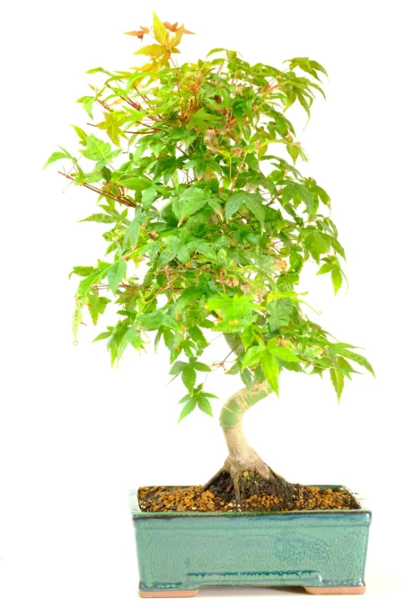 Outdoor Japanese Red Maple Bonsai (Acer palmatum Deshojo) | Amazing Seasonal Variation
